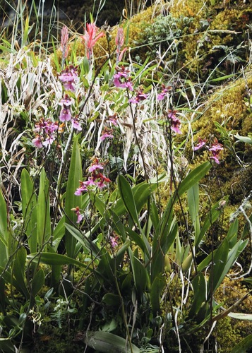 Caucaea olivacea