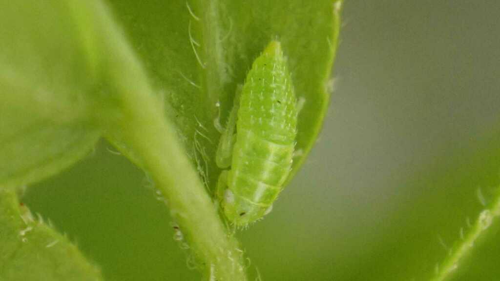 Penestragania apicalis