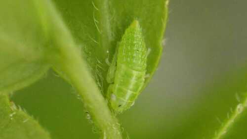 Penestragania apicalis