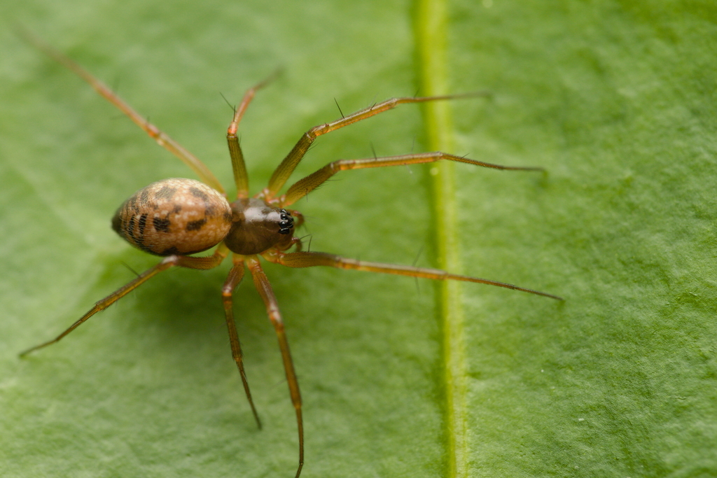 Tenuiphantes