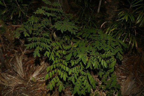 Image of Archidendron lovelliae by (c) Greg Tasney, some rights reserved (CC BY-SA)