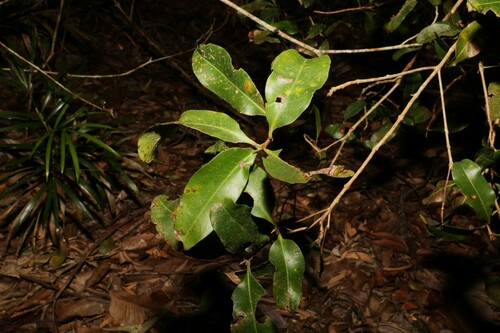 Image of Xanthostemon oppositifolius by (c) Greg Tasney, some rights reserved (CC BY-SA)