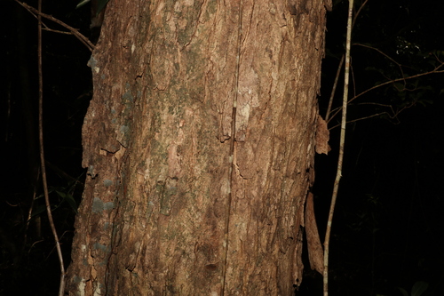 Image of Xanthostemon oppositifolius by (c) Greg Tasney, some rights reserved (CC BY-SA)