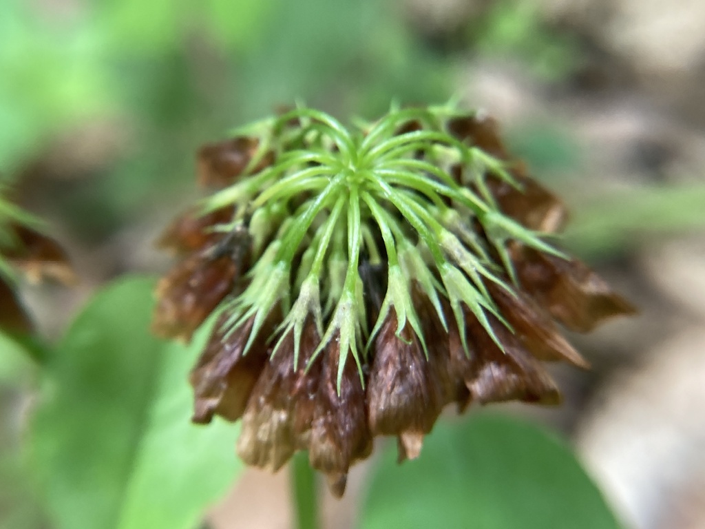 Running Buffalo Clover In May 2023 By Chert hollow INaturalist running-buffalo-clover-in-may-2023-by-chert-hollow-inaturalist