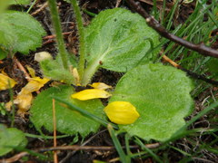 Ranunculus bullatus