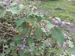 Solanum violaceum