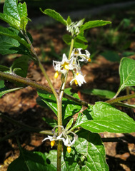 Solanum nigrescens
