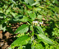 Solanum nigrescens