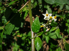 Solanum nigrescens
