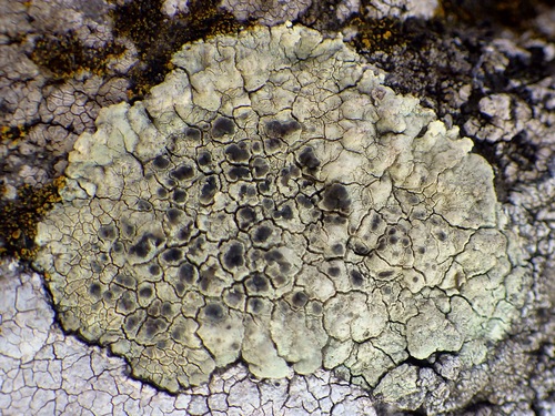 Glaucomaria sulphurea