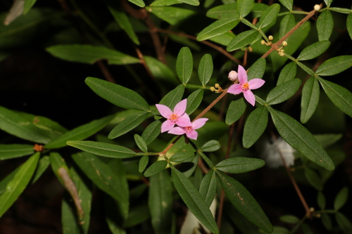 Image of Boronia keysii by (c) Greg Tasney, some rights reserved (CC BY-SA)