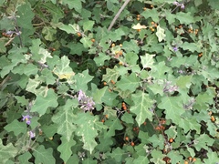 Solanum violaceum
