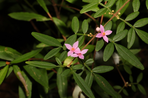 Image of Boronia keysii by (c) Greg Tasney, some rights reserved (CC BY-SA)