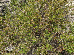 Erica malmesburiensis