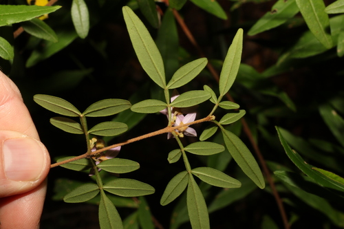 Image of Boronia keysii by (c) Greg Tasney, some rights reserved (CC BY-SA)