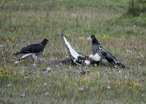 Carunculated Caracara (Daptrius carunculatus), photo 7