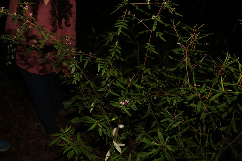 Image of Boronia keysii by (c) Greg Tasney, some rights reserved (CC BY-SA)