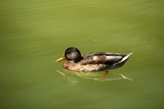 Anas platyrhynchos