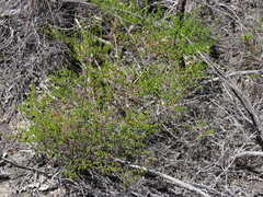 Erica malmesburiensis