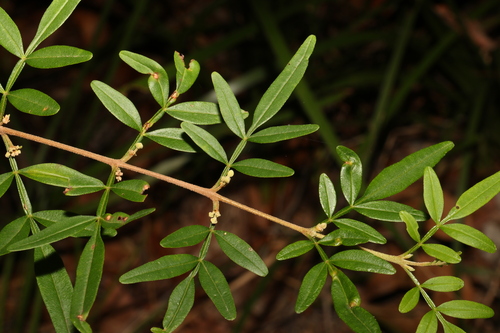 Image of Boronia keysii by (c) Greg Tasney, some rights reserved (CC BY-SA)