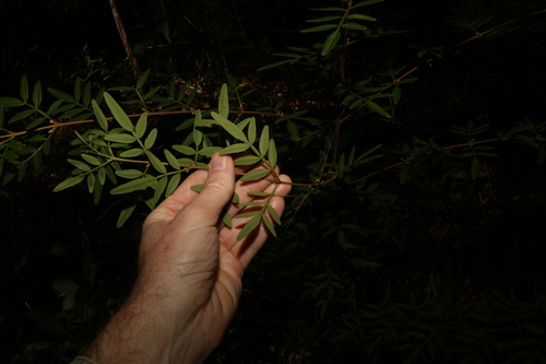 Image of Boronia keysii by (c) Greg Tasney, some rights reserved (CC BY-SA)