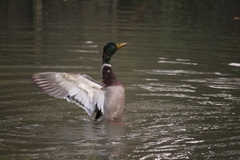 Anas platyrhynchos