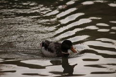 Anas platyrhynchos