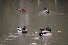 Anas platyrhynchos