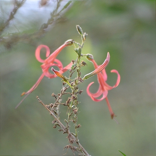 Image of Anisacanthus linearis by (c) Mauricio Calderón, some rights reserved (CC BY)
