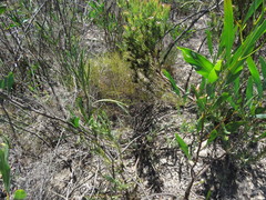 Erica malmesburiensis
