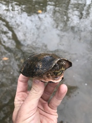 Sternotherus peltifer