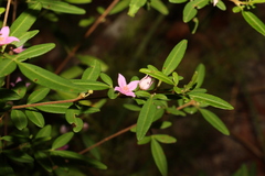 Boronia keysii, photograph (c) Greg Tasney, some rights reserved (CC BY-SA)