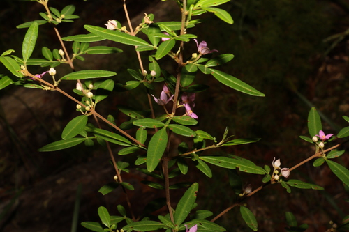 Image of Boronia keysii by (c) Greg Tasney, some rights reserved (CC BY-SA)
