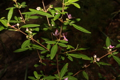 Boronia keysii, photograph (c) Greg Tasney, some rights reserved (CC BY-SA)