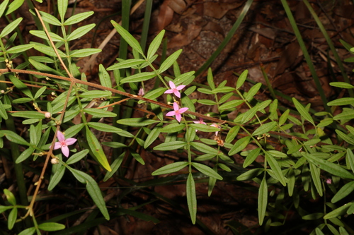 Image of Boronia keysii by (c) Greg Tasney, some rights reserved (CC BY-SA)
