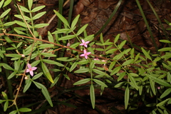 Boronia keysii, photograph (c) Greg Tasney, some rights reserved (CC BY-SA)