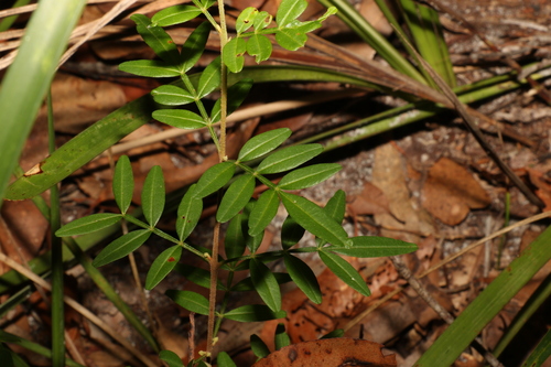 Key's boronia (Boronia keysii)
