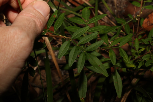 Image of Boronia keysii by (c) Greg Tasney, some rights reserved (CC BY-SA)