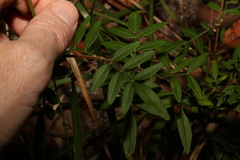 Boronia keysii