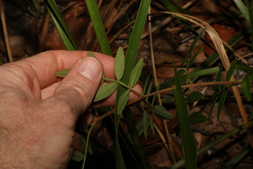 Image of Boronia keysii by (c) Greg Tasney, some rights reserved (CC BY-SA)