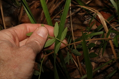 Boronia keysii, photograph (c) Greg Tasney, some rights reserved (CC BY-SA)