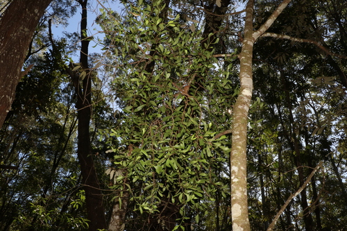 Image of Amyema conspicua by (c) Greg Tasney, some rights reserved (CC BY-SA)