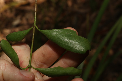 Image of Amyema conspicua by (c) Greg Tasney, some rights reserved (CC BY-SA)