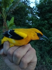 Icterus nigrogularis