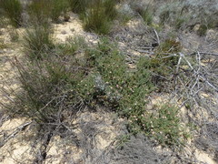 Diastella proteoides