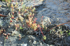 Micranthes bryophora