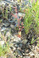 Micranthes bryophora