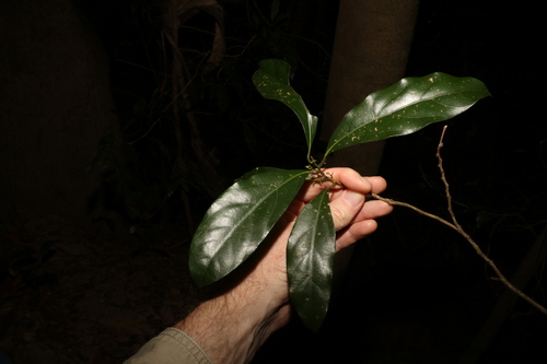 Image of Endiandra virens by (c) Greg Tasney, some rights reserved (CC BY-SA)
