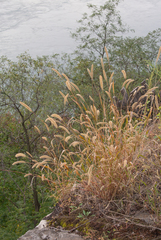 Setaria viridis major