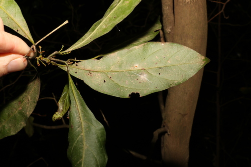 Image of Endiandra virens by (c) Greg Tasney, some rights reserved (CC BY-SA)